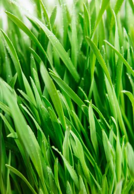 Su damlalarıyla kaplı yeşil çimenler