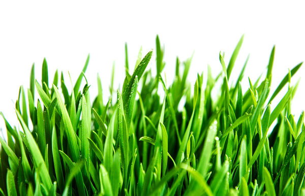 Green grass covered with water drops background