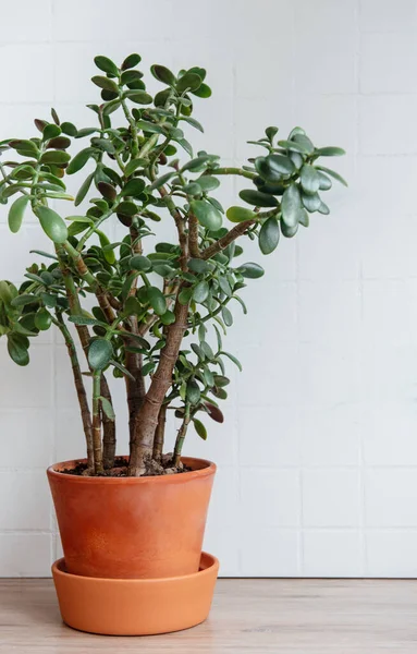 Succulent Houseplant Crassula Ovata Pot Table — kuvapankkivalokuva