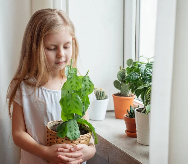 Kasvinhoito Pikkutyttö Hoitaa Huonekasveja — kuvapankkivalokuva