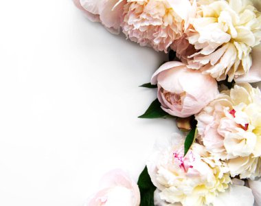 Taze açık pembe şakayık çiçekleri beyaz arka planda kopyalama alanı ile sınırda, düz yatıyordu. 