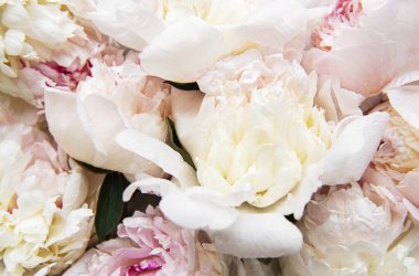 Taze açık pembe şakayık çiçekleri doğal bir arka plan olarak