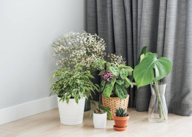 Ev bitkisi. Zeminde farklı ev bitkileri var.