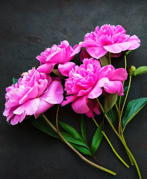 Borda Flores Peônia Rosa Fresca Com Espaço Cópia Fundo Preto — Fotografia de Stock