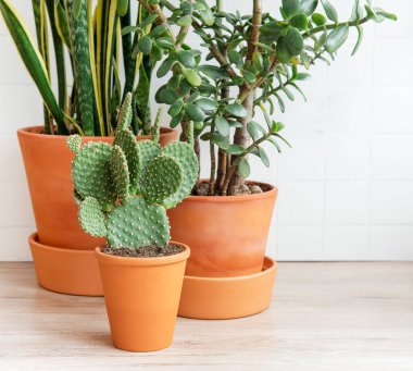 Kaktüs, sansevieria, krasula, masadaki ev bitkileri.