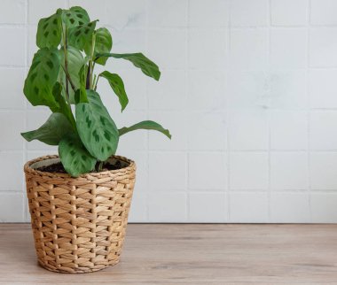 Maranta luconeura Kerchoveana masada, ev planı.