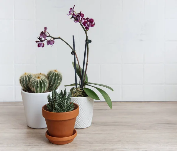 Kaktus Orkideat Kukat Mehukasvit Ruukuissa Pöydällä Huonekasvit — kuvapankkivalokuva