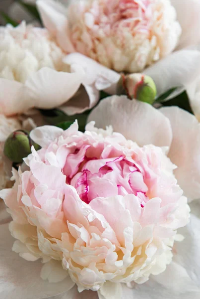 Fleurs Pivoines Roses Pâles Fraîches Comme Fond Naturel — Photo