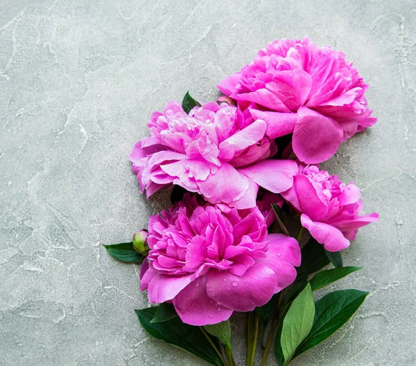 Fresh pink peony flowers border with copy space on grey concrete  background, flat lay