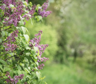 Yeşil bir bahar bahçesinin önündeki leylak çalıları