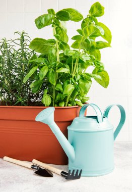 Bahçe aletleri, sulama konservesi ve bitkiler, biberiye, fesleğen.