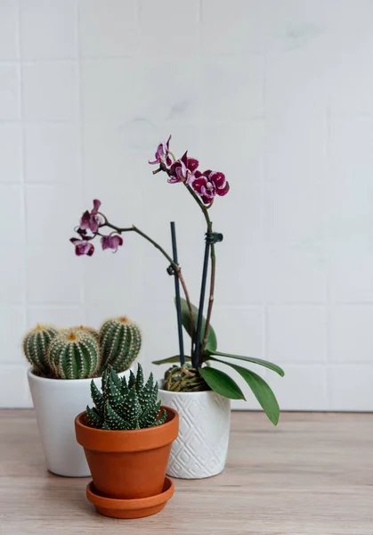Kaktus Orkideat Kukat Mehukasvit Ruukuissa Pöydällä Huonekasvit — kuvapankkivalokuva