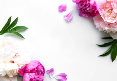 Beyaz arkaplanda kopya alanı olan taze şakayık çiçekleri kenarı, düz yatıyordu. 