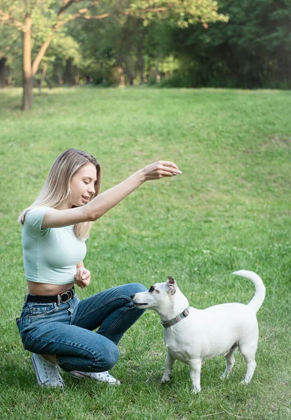 Mujer Jugando Con Perro Raza Jack Russell Terrier —  Fotos de Stock