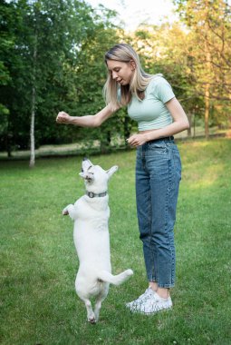 Kadın köpek cinsi Jack Russell Terrier ile oynuyor. 