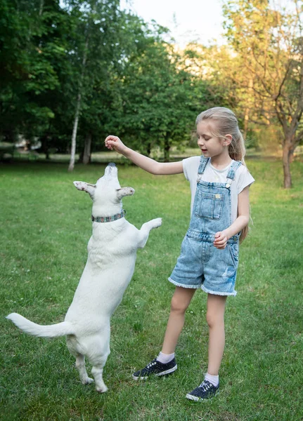 Küçük Kız Köpek Cinsi Jack Russell Terrier Ile Oynuyor — Stok fotoğraf