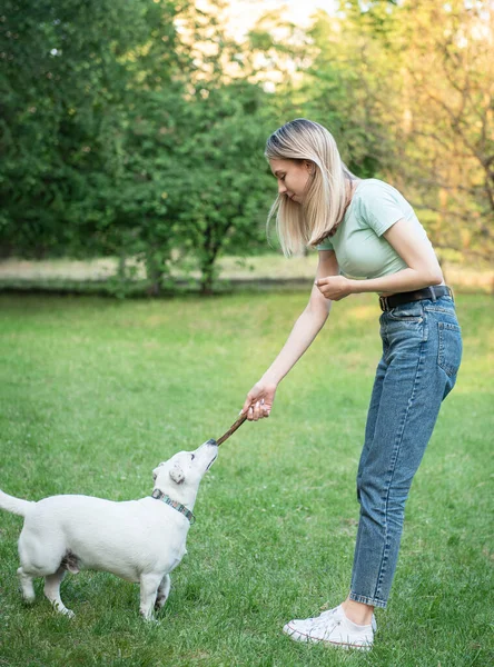 งเล ขสายพ Jack Russell Terrier — ภาพถ่ายสต็อก
