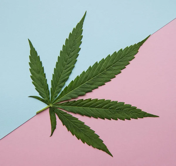 Zelené Listy Konopí Bílém Pozadí Pěstuje Lékařskou Marihuanu Koncepce Bylinné — Stock fotografie