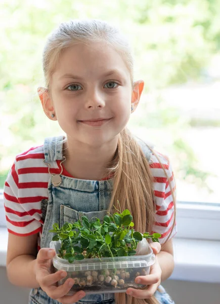 Маленька Дівчинка Біля Вікна Спостерігає Росте Мікрозелений Горох — стокове фото