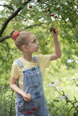 Şirin küçük kız kiraz bahçesindeki bir ağaçtan kiraz topluyor.