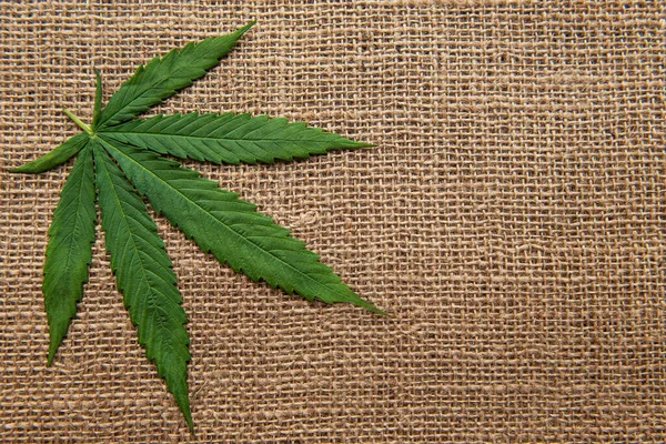 Folhas Cannabis Fundo Tecido Cânhamo Grosseiro — Fotografia de Stock