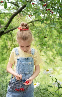 Şirin küçük kız kiraz bahçesindeki bir ağaçtan kiraz topluyor.