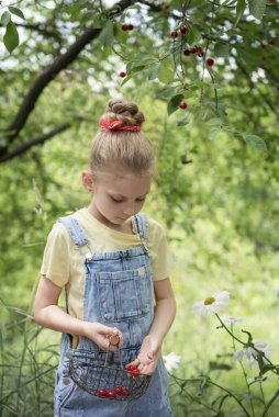 Şirin küçük kız kiraz bahçesindeki bir ağaçtan kiraz topluyor.