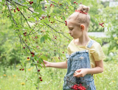 Şirin küçük kız kiraz bahçesindeki bir ağaçtan kiraz topluyor.