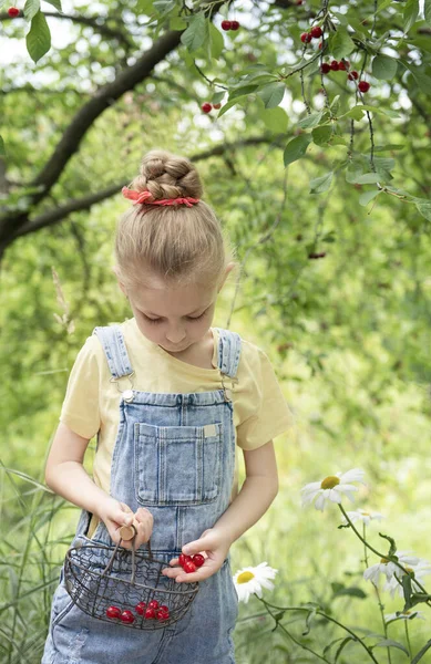 Şirin küçük kız kiraz bahçesindeki bir ağaçtan kiraz topluyor.