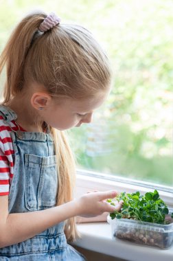 Penceredeki küçük kız, bezelyelerin nasıl büyüdüğünü seyrediyor.
