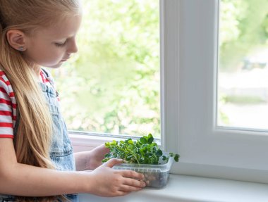 Penceredeki küçük kız, bezelyelerin nasıl büyüdüğünü seyrediyor.