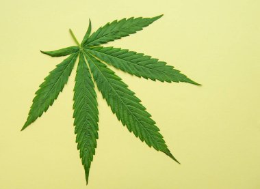 Sarı arka planda yeşil kenevir yaprakları. Tıbbi marihuana yetiştiriyorum. Bitkisel alternatif ilaç kavramı