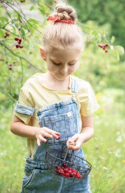 Şirin küçük kız kiraz bahçesindeki bir ağaçtan kiraz topluyor.
