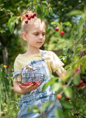 Şirin küçük kız kiraz bahçesindeki bir ağaçtan kiraz topluyor.