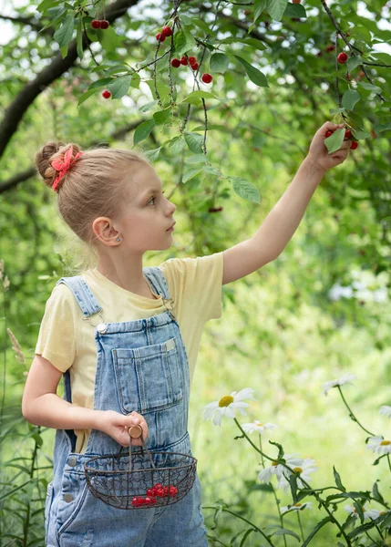 Симпатична Дівчинка Вибирає Вишню Дерева Саду Вишні — стокове фото