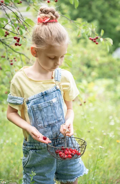 Søt Liten Jente Plukker Kirsebær Fra Tre Kirsebærhage – stockfoto