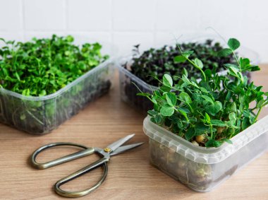 Ahşap masada mikro yeşillik çeşitleri. Sağlıklı yaşam tarzı