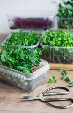 Ahşap masada mikro yeşillik çeşitleri. Sağlıklı yaşam tarzı