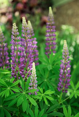 Mor ve mor lupin çiçekleri bir köyün önündeki bahçenin çimlerinde yetişiyor.