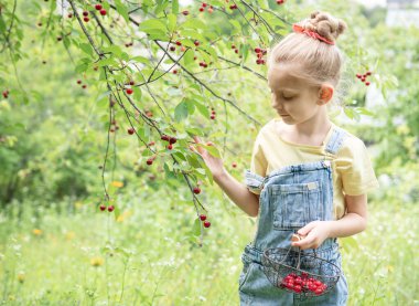 Şirin küçük kız kiraz bahçesindeki bir ağaçtan kiraz topluyor.