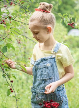 Şirin küçük kız kiraz bahçesindeki bir ağaçtan kiraz topluyor.
