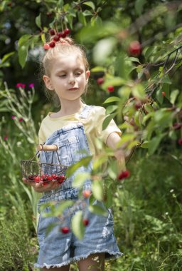 Şirin küçük kız kiraz bahçesindeki bir ağaçtan kiraz topluyor.