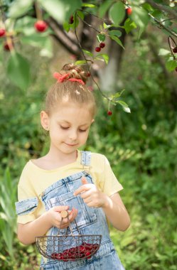 Şirin küçük kız kiraz bahçesindeki bir ağaçtan kiraz topluyor.