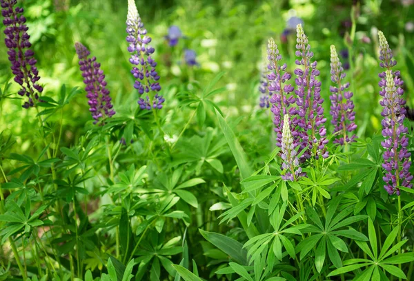 Violet Purple Lupine Flowers Growing Green Grass Garden Lawn Front Royalty Free Stock Photos