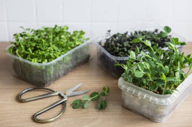 Ahşap masada mikro yeşillik çeşitleri. Sağlıklı yaşam tarzı