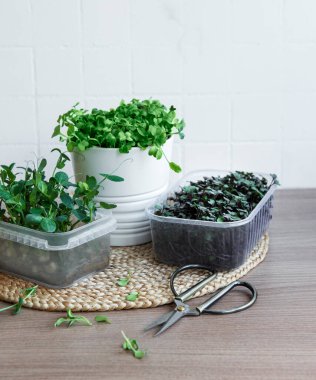 Ahşap masada mikro yeşillik çeşitleri. Sağlıklı yaşam tarzı