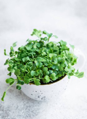  Mikro yeşiller. Filizlenmiş Turp Tohumu. Mikroçimler filizleniyor. Evde tohum yetiştirme. Vegan ve sağlıklı beslenme konsepti.