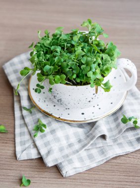  Mikro yeşiller. Filizlenmiş Turp Tohumu. Mikroçimler filizleniyor. Evde tohum yetiştirme. Vegan ve sağlıklı beslenme konsepti.