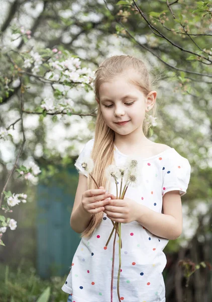 Dívka Jarní Zahradě Bílými Pampeliškami Rukou — Stock fotografie