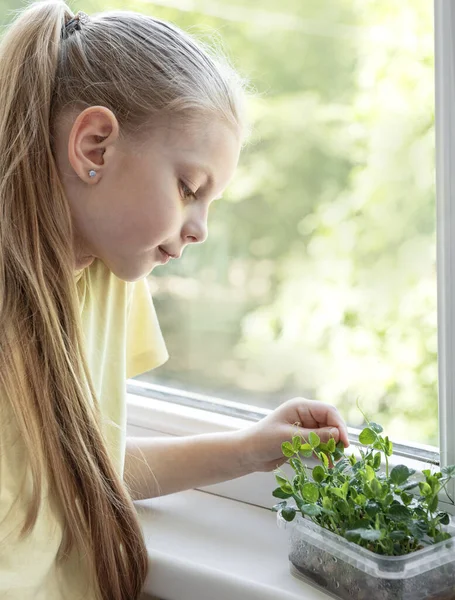 Маленька Дівчинка Біля Вікна Спостерігає Росте Мікрогрін — стокове фото